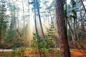 Fotografijų konkursas „Palanga. Jūros įkvėpta istorija” ir įdomiausio eksponato konkursas „Palanga. Istorijos atspindžiai”