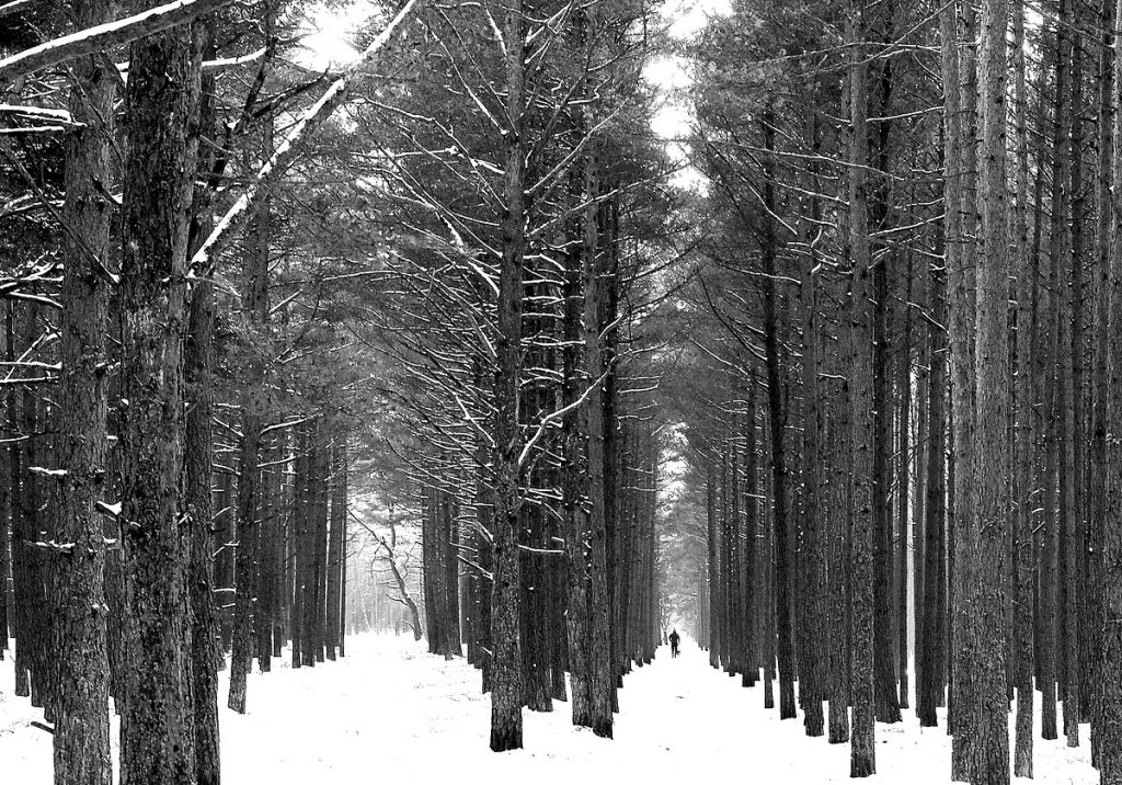 Fotografijų konkursas „Palanga. Jūros įkvėpta istorija” ir įdomiausio eksponato konkursas „Palanga. Istorijos atspindžiai”