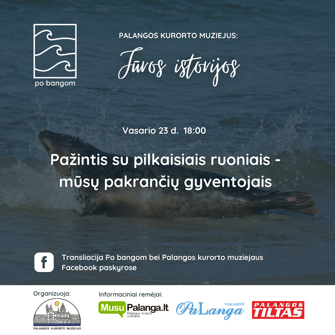 Pažintis su pilkaisiais ruoniais – mūsų pakrančių gyventojais